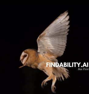 Findability.ai