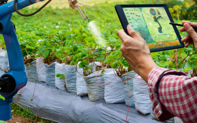 A.I. in Agriculture: Monitoring Animals in Real Time.