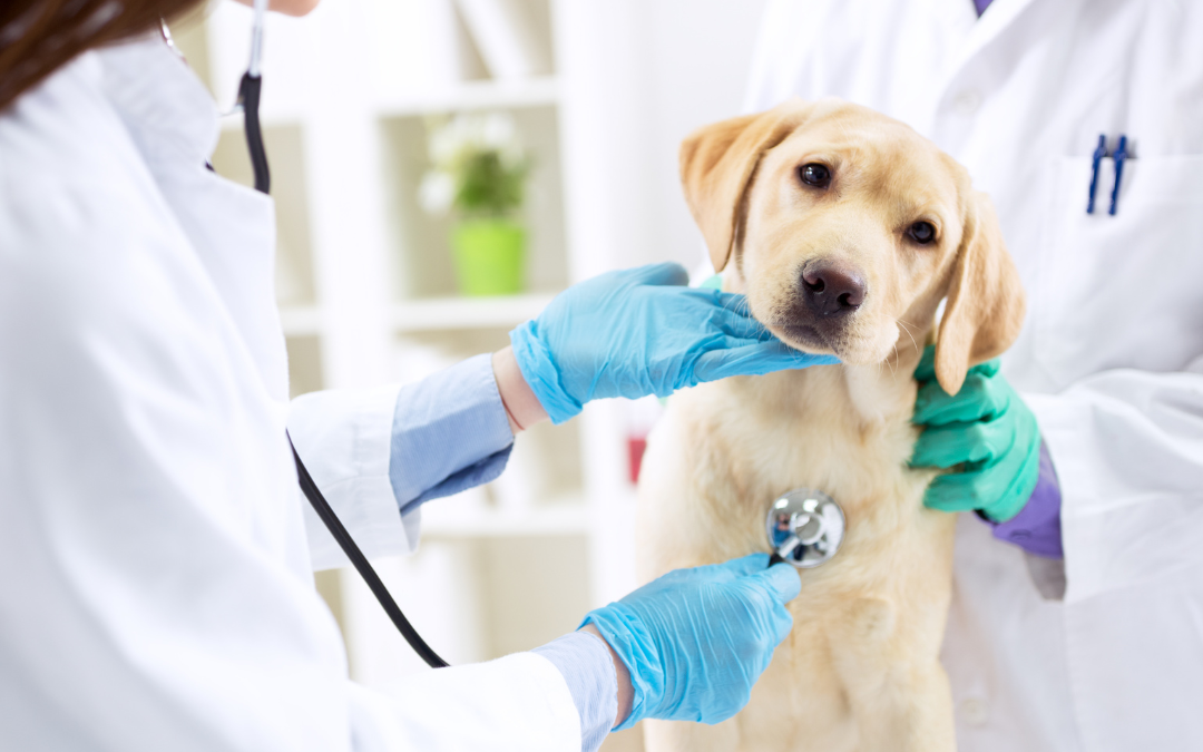 A.I. in Veterinary Medicine Could Improve Animal Health